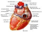 Anatomie:hart,longen,mediastinum,vagus,azygos,trachea,bronchus,vena cava,slokdarm,oesophagus,larynx,cor,diaphragma